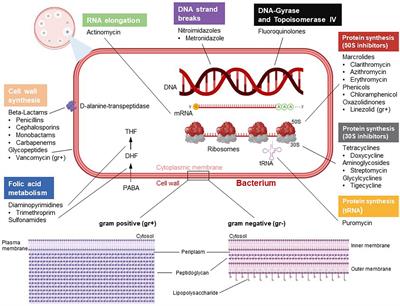 Pleiotropic effects of antibiotics on T cell metabolism and T cell-mediated immunity